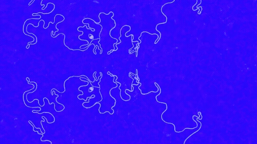 Collaborative Animation